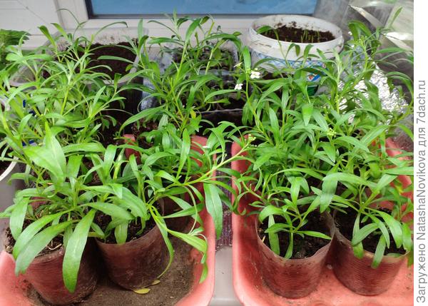 Аллиссумы то же перевалила