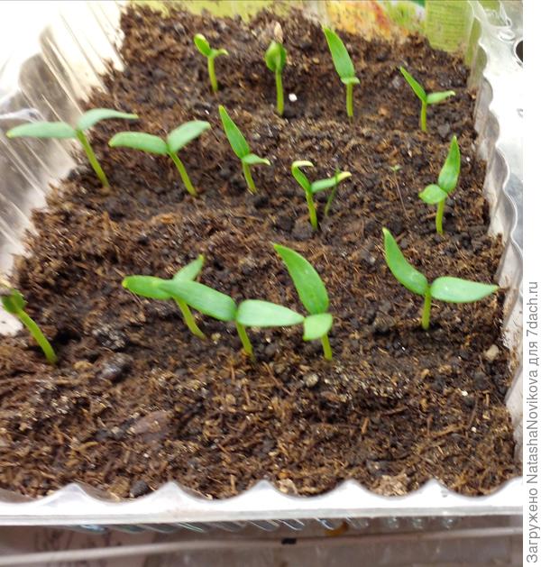 Перчики взошли, пока не все