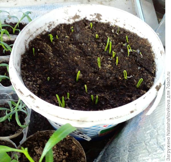 Из луков выпустил петельки только ред барон, завтра пересею эксибишен и еще кого нить