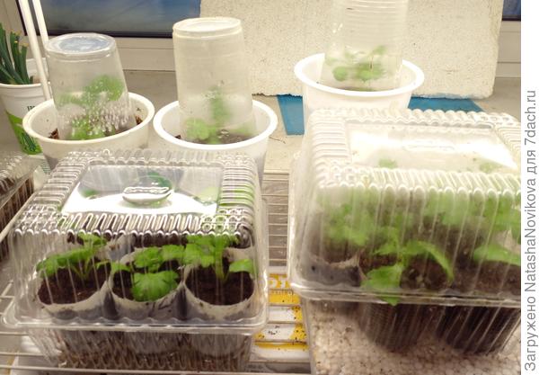 Черенки хризантем