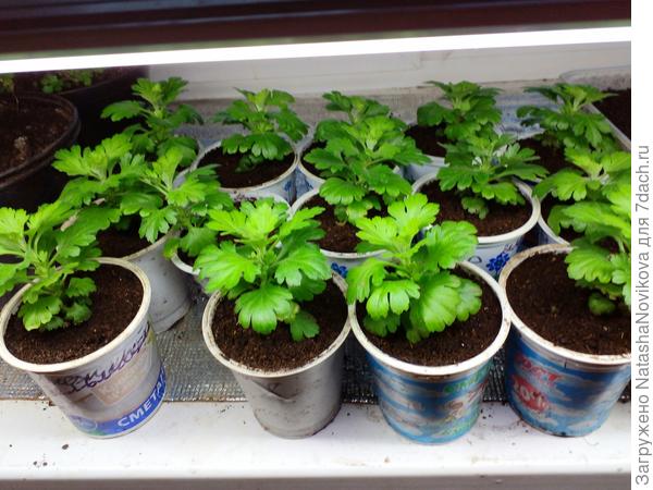 Эти сегодня перевалила