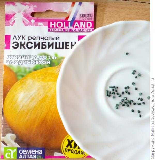 Пересеяла лучок, может успеет