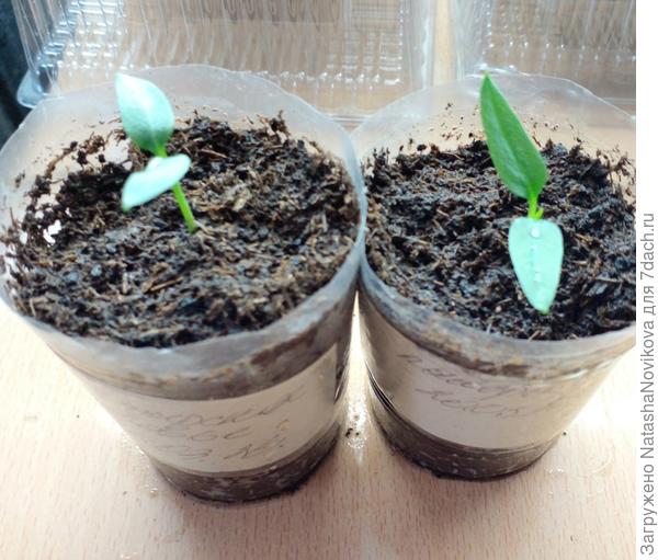 Один палермо и один богатырское здоровье