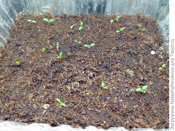 Фиолетовая штучно взошла