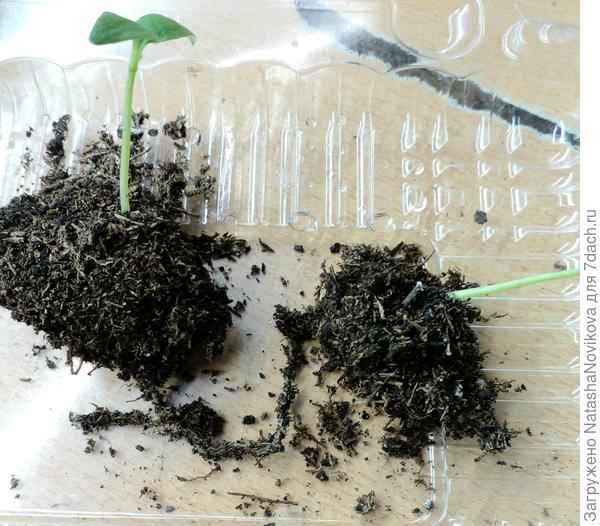 Корешки длиные.