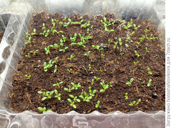 Белая густенько))