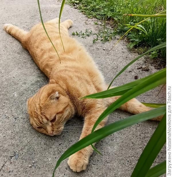 Котику жарко