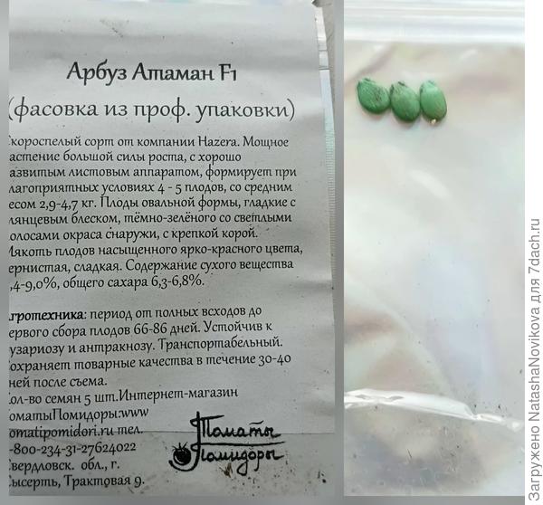 Одну завязь дал, вчера пытылась опылить