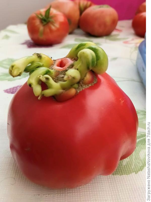 А это чудо "аля кудря" вырос из махрового цветка