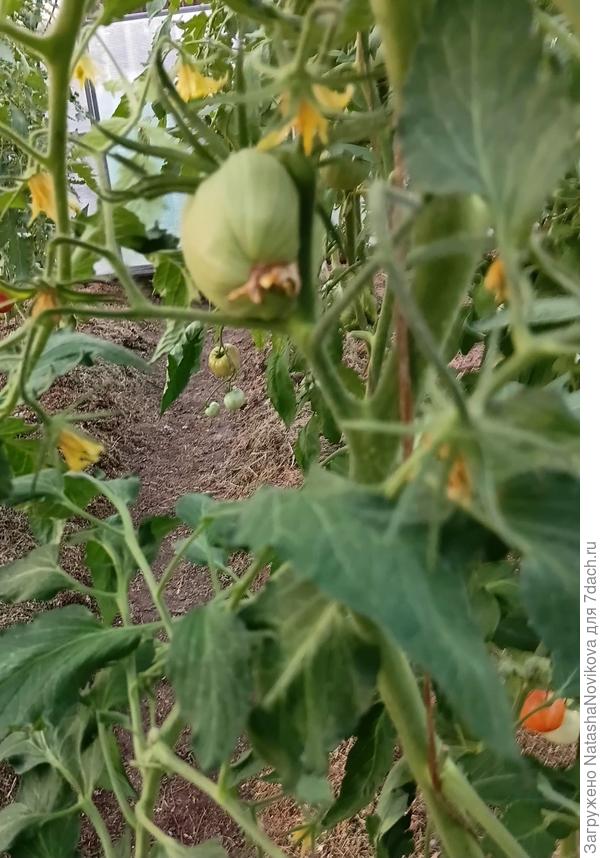 Цветёт средняя кисть на завершкованном кустике