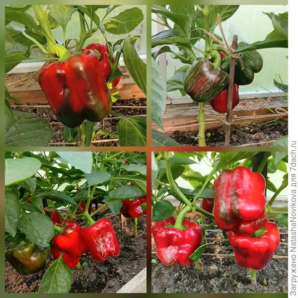 Красненькие