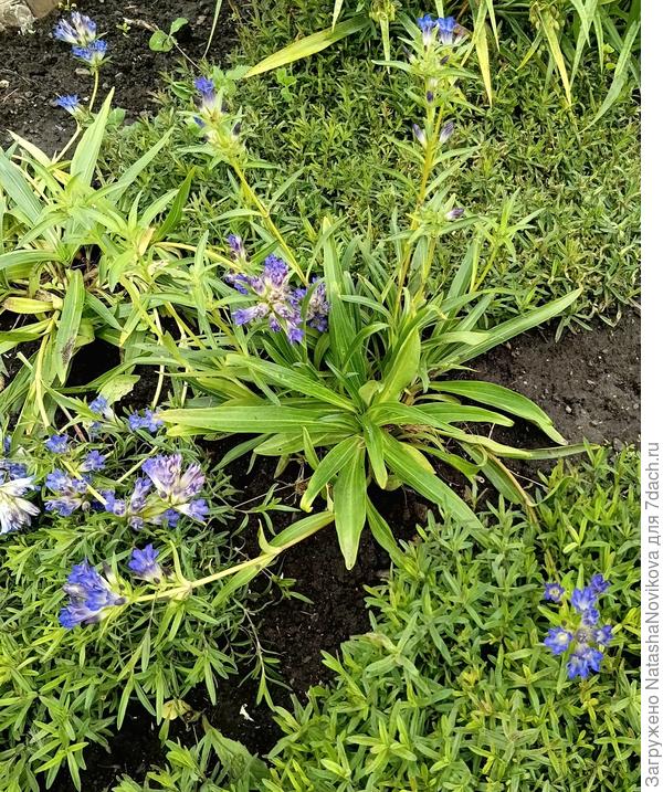 Синию дожди пришибли