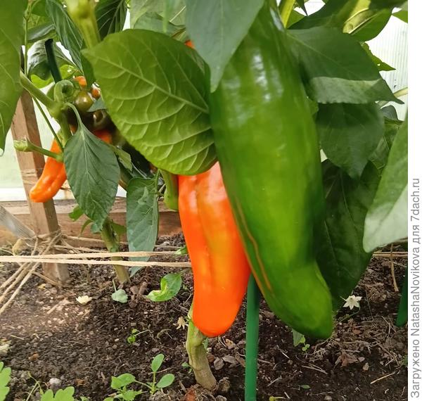 Но вкусно😀