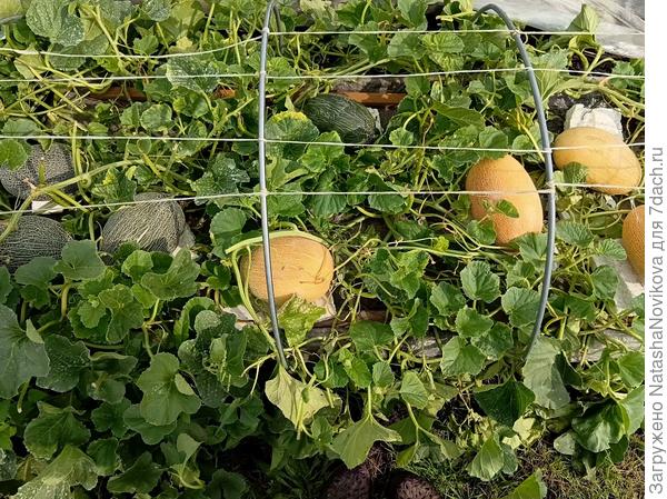 17 августа ещё доспели 3 дакаро и 1 мирон