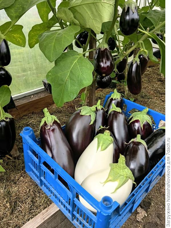 Вкусные красавчики набрали "тело"😀