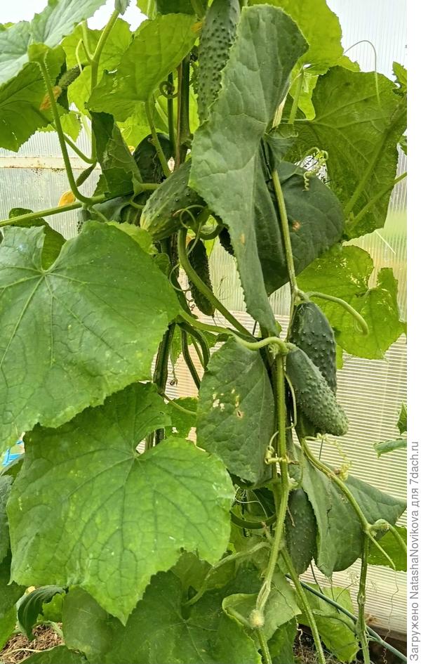 На вкус нормальные, но не заходят