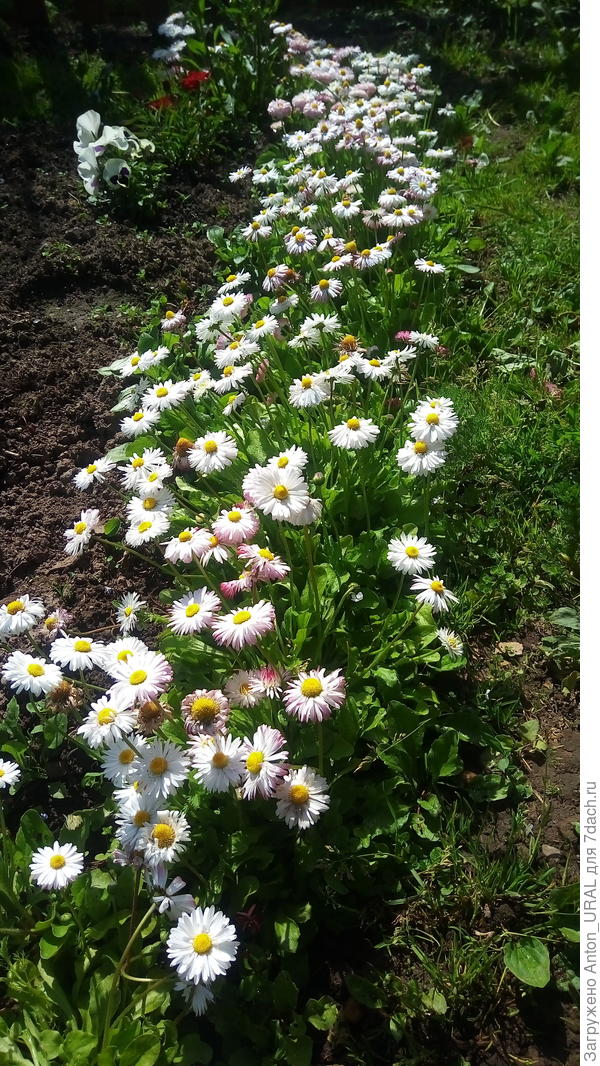 Маргаритки