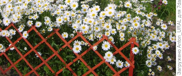 Деревянный заборчик из реечек №1