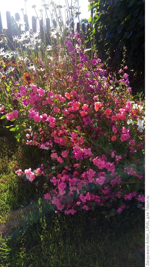 Кларкия в июле