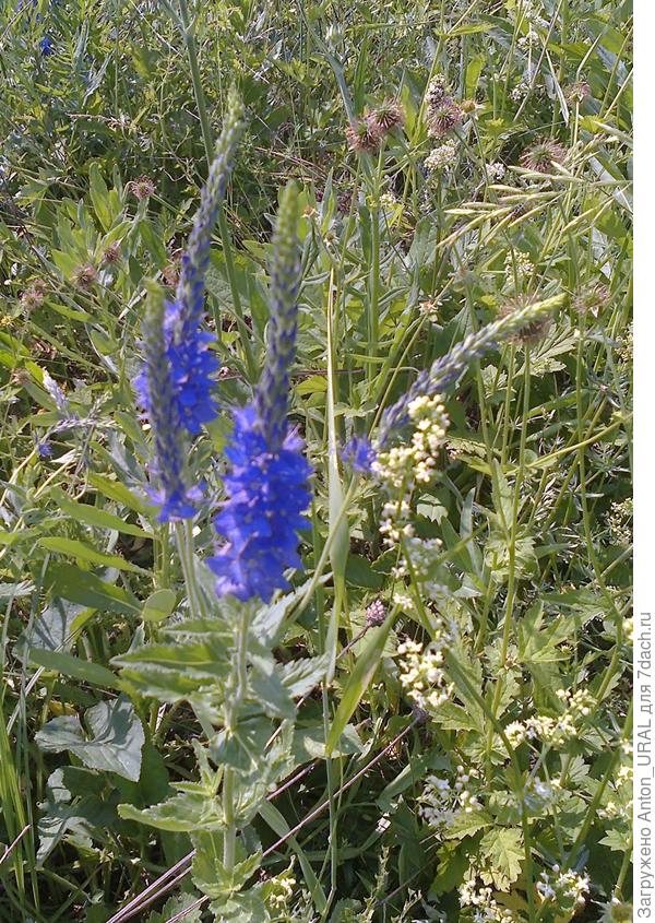 Вероника на лугу