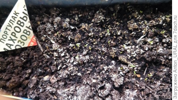 Почему не получается вырастить. Семена для рассады. Цветы рассада. Почему не получается вырастить. Петуния цветы рассада.