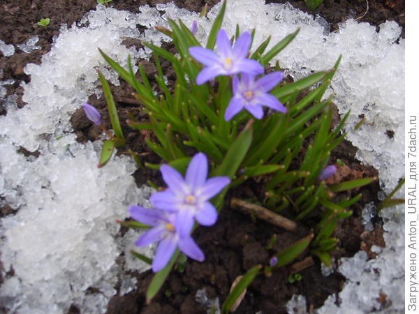 Ура, ура! Конец зимы.