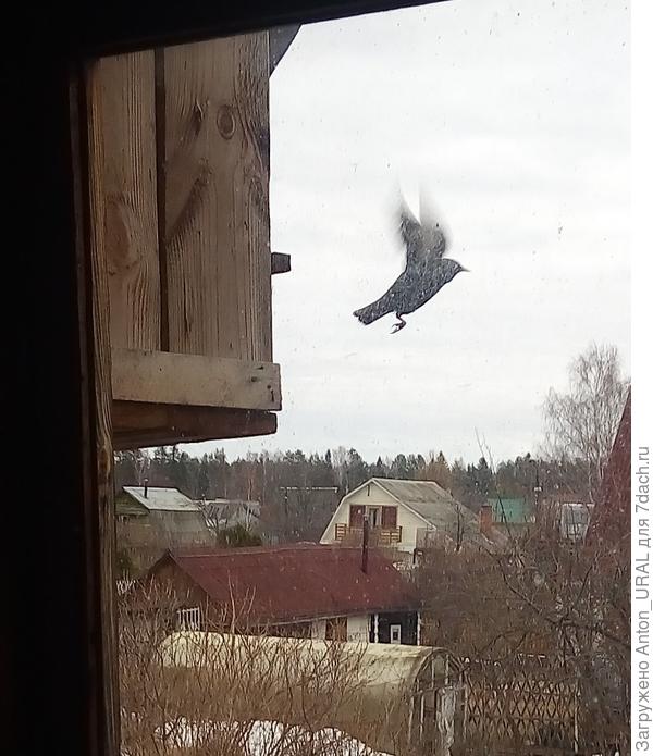 Скворец в полёте