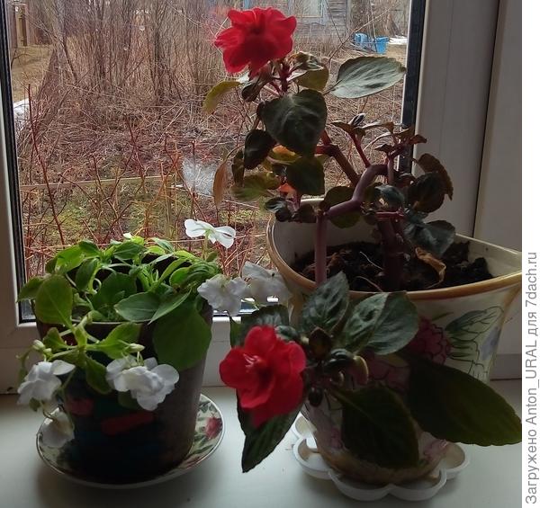 Цветение бальзамина в апреле