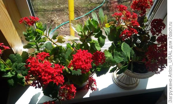 Пик цветения каланхоэ - в середине апреля