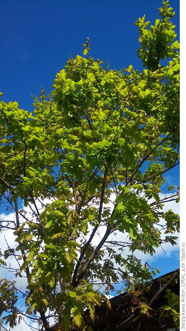 Дуб в нашем саду.