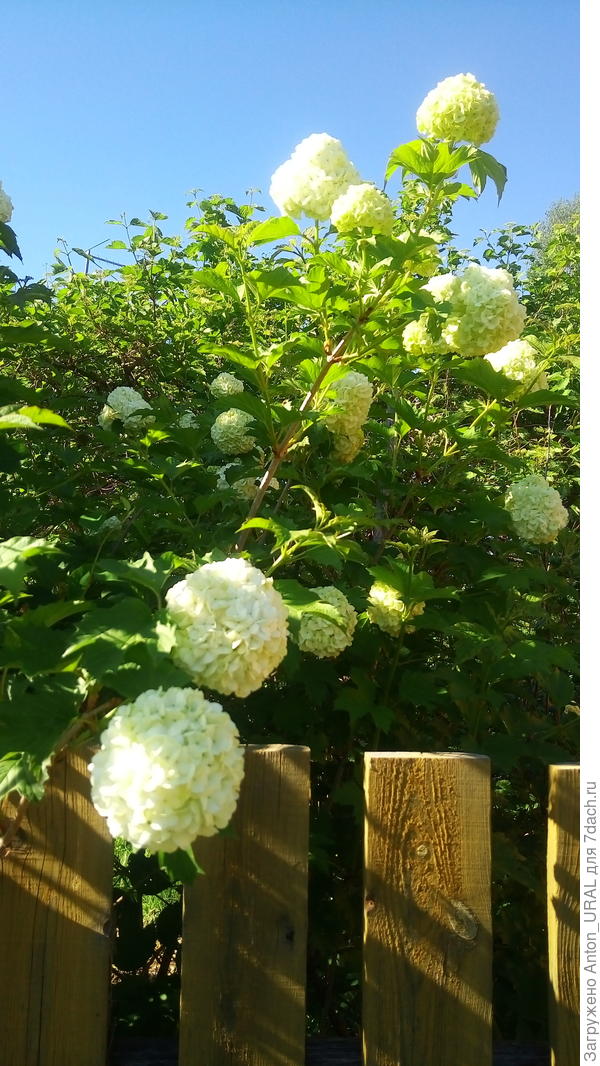 Цветущая калина