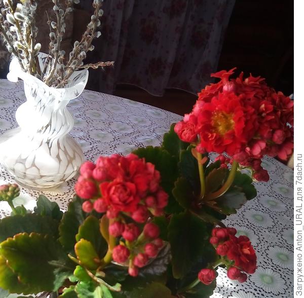 Необычный цветок