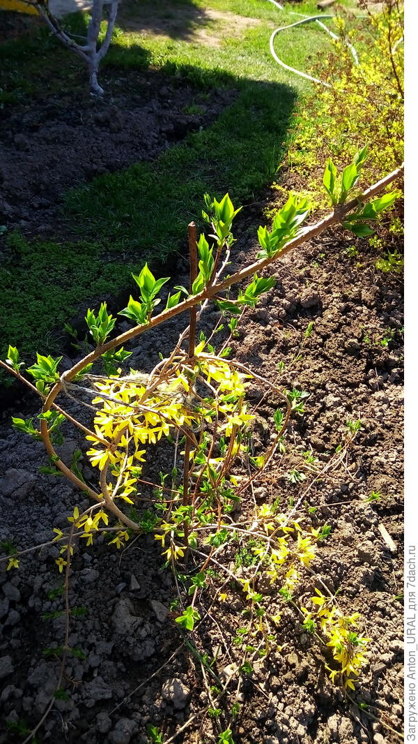 Эта форзиция зацвела в первый раз.