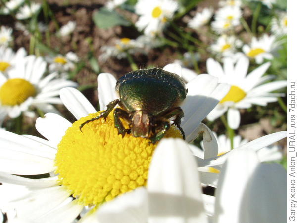 Бронзовка золотистая (Cetonia aurata)