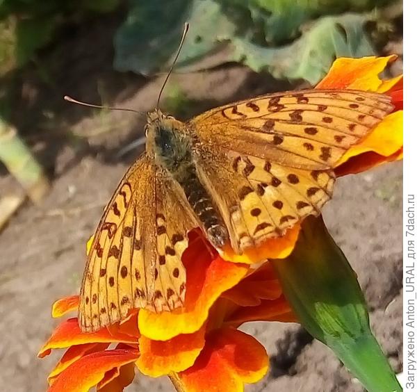 Перламутровка (Argynnis paphia)