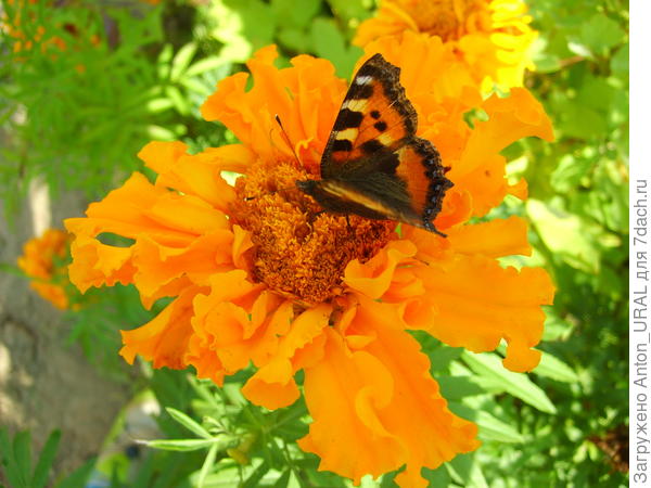 Крапивница и бархатцы