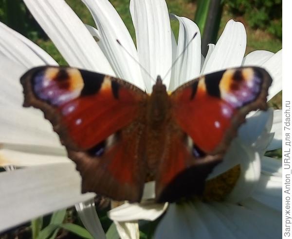 Павлиний глаз (Inachis io)