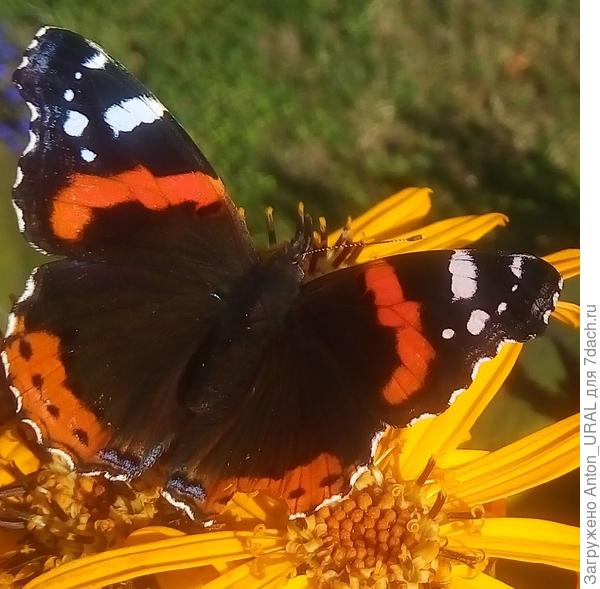 Адмирал (Vanessa atalanta)