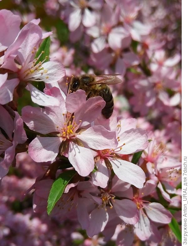 Пчела (Apis mellifera)