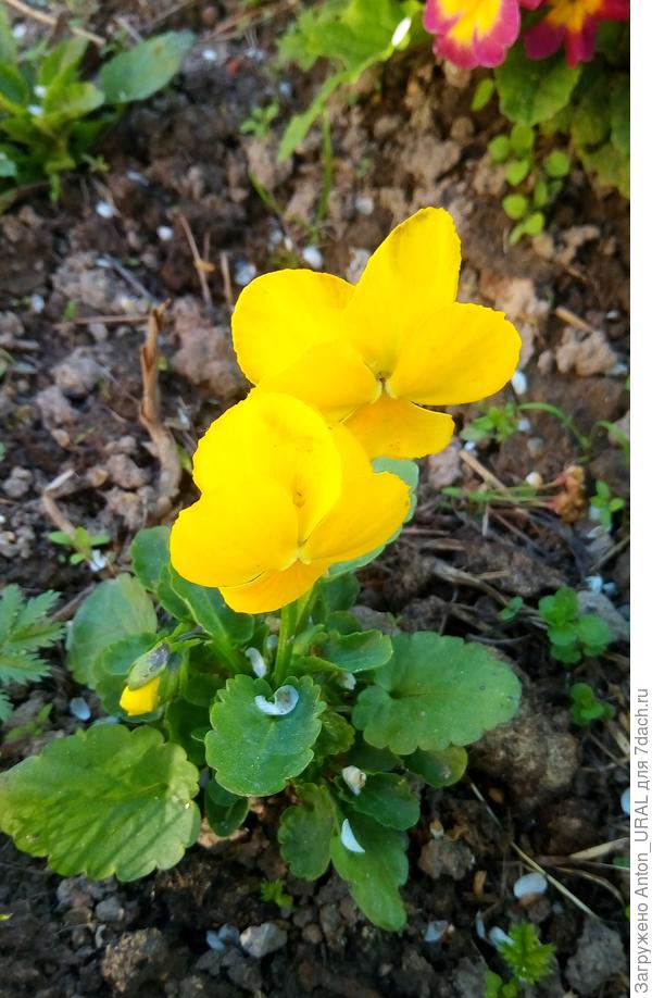 Виола Виттрока "Солнечный свет"