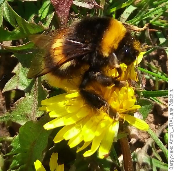 На запах жёлтого цветка  шмель полосатый прилетел. Нектаром вкусным и полезным полакомиться захотел.