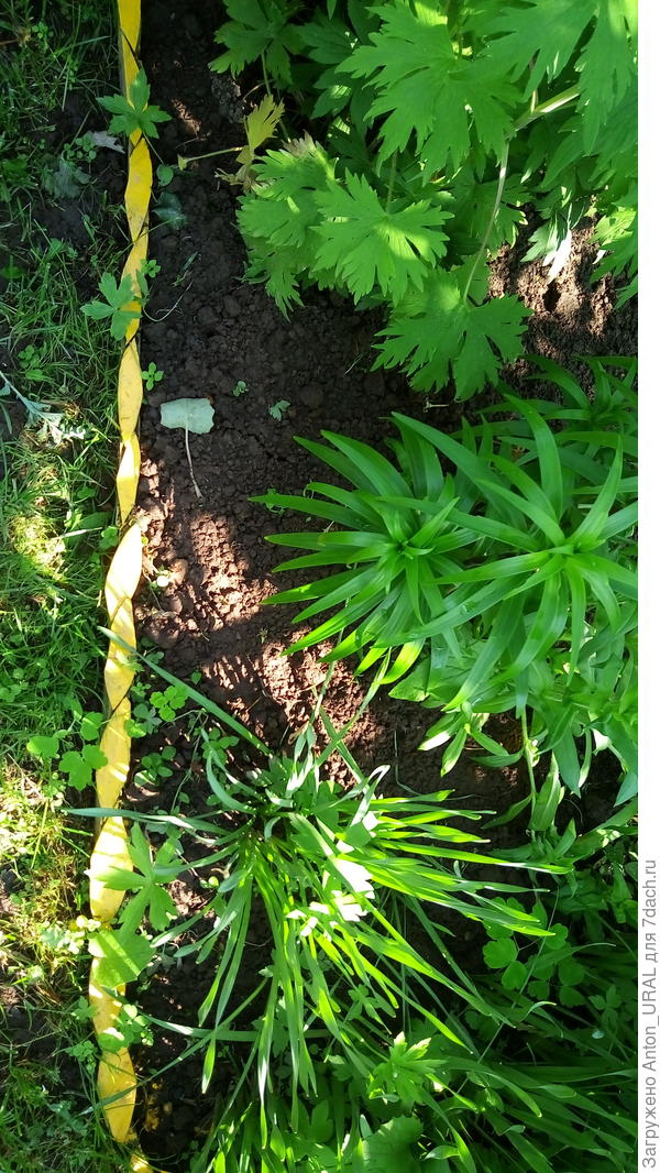 Забор из рыбок