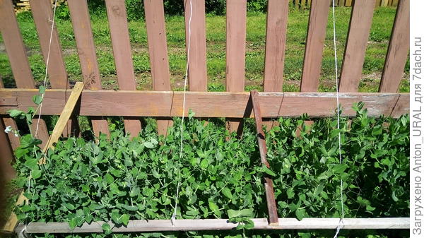 Подвязки для гороха