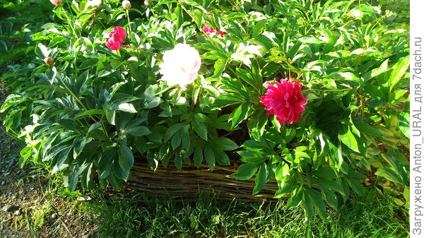 Ограждение из ивовых веток вокруг цветника из пионов