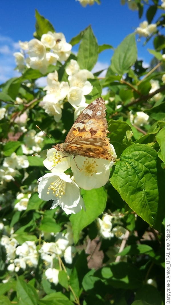 Репейница на чубушнике