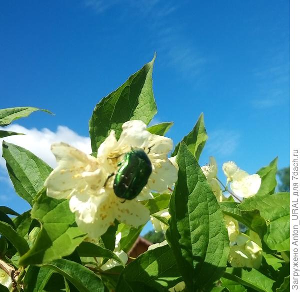 Бронзовка золотистая