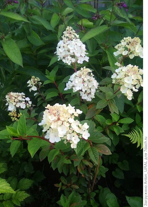 Гортензия &quot;Сандей Фрайз&quot; замечательно украсила наш садовый участок