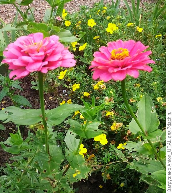 Циннии и курильский чай