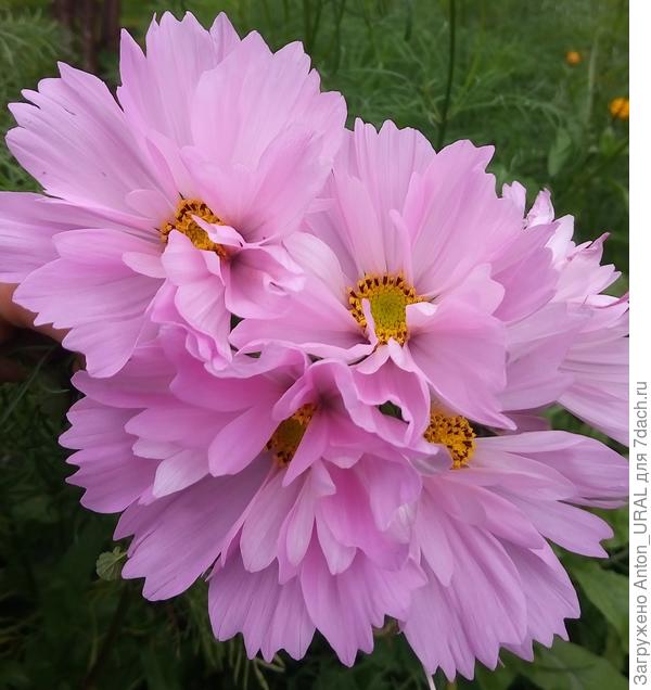 Букет из космей