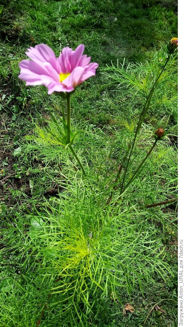 Вот на одном из кустов цветок появился, а остальные бутоны могут замёрзнуть, так и нераспустившись